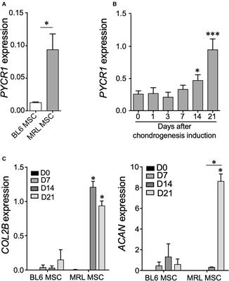 Pyrroline-5-Carboxylate Reductase 1 Directs the Cartilage Protective and Regenerative Potential of Murphy Roths Large Mouse Mesenchymal Stem Cells